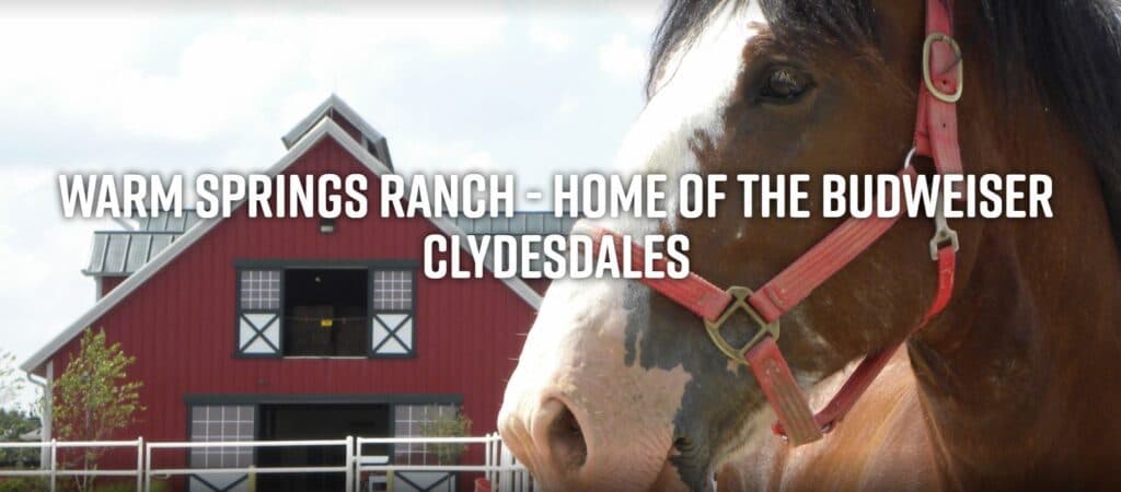 A close-up of a Clydesdale horse with a red barn in the background, featuring the text "Warm Springs Ranch - Home of the Budweiser Clydesdales."