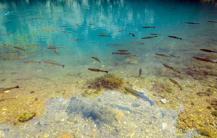A clear blue lake with a variety of fish swimming near the rocky bottom. A clear blue lake with a variety of fish swimming near the rocky bottom.