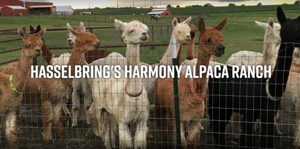 A group of alpacas stands behind a fence at Hasselbring's Harmony Alpaca Ranch.