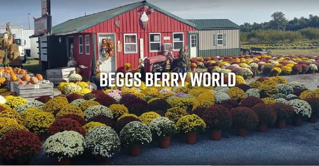 A red building surrounded by colorful potted mums and pumpkins at Beggs Berry World.