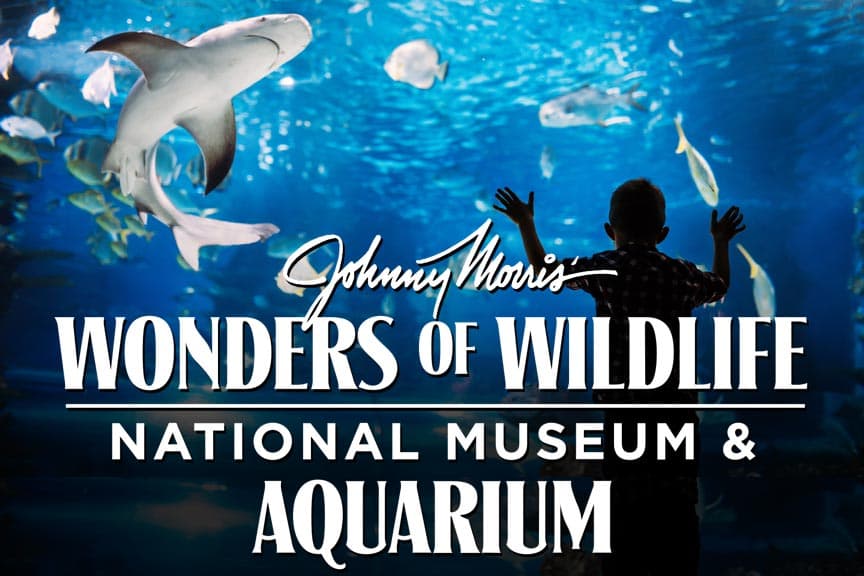 A child observes fish and a shark swimming in a large aquarium.