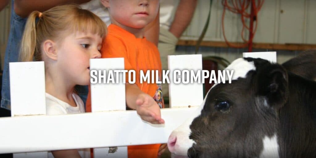 A young girl curiously interacts with a calf behind a fence at a farm event.