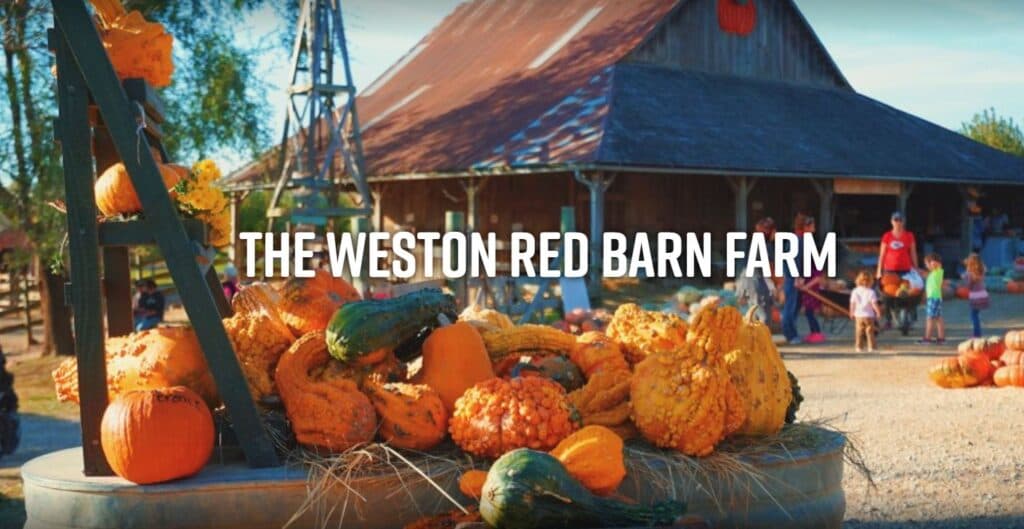 A vibrant fall scene at Weston Red Barn Farm featuring various pumpkins and families enjoying the outdoors.