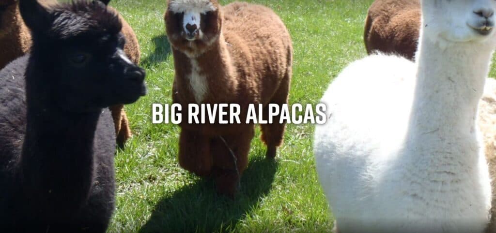 A group of alpacas of various colors grazing on grass.