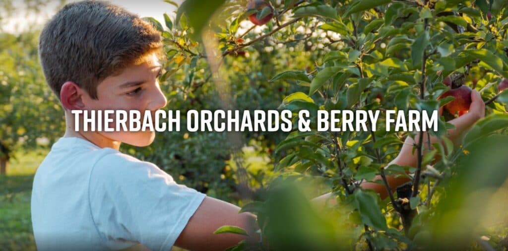 A young boy picks an apple from a tree at Thierbach Orchards & Berry Farm.