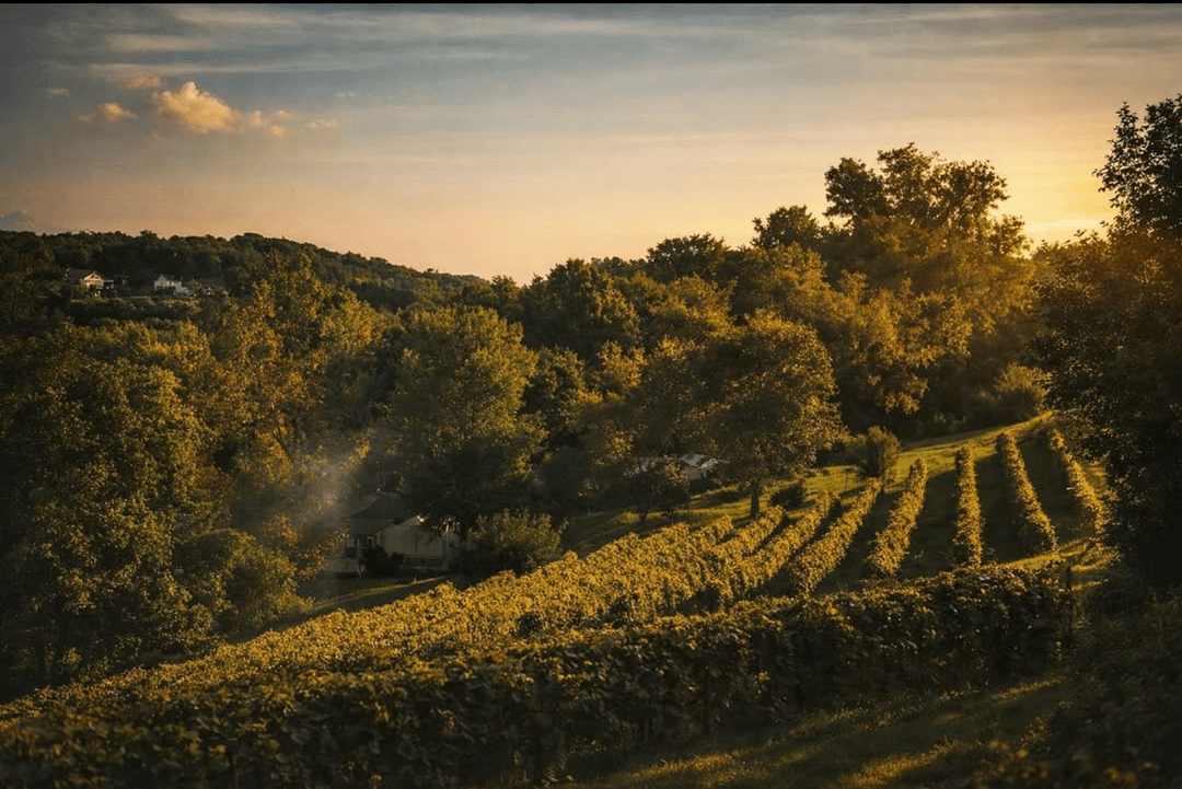 early morning sunlight brushes over tops of rows of a vineyard. green lush trees and bushes fill the space