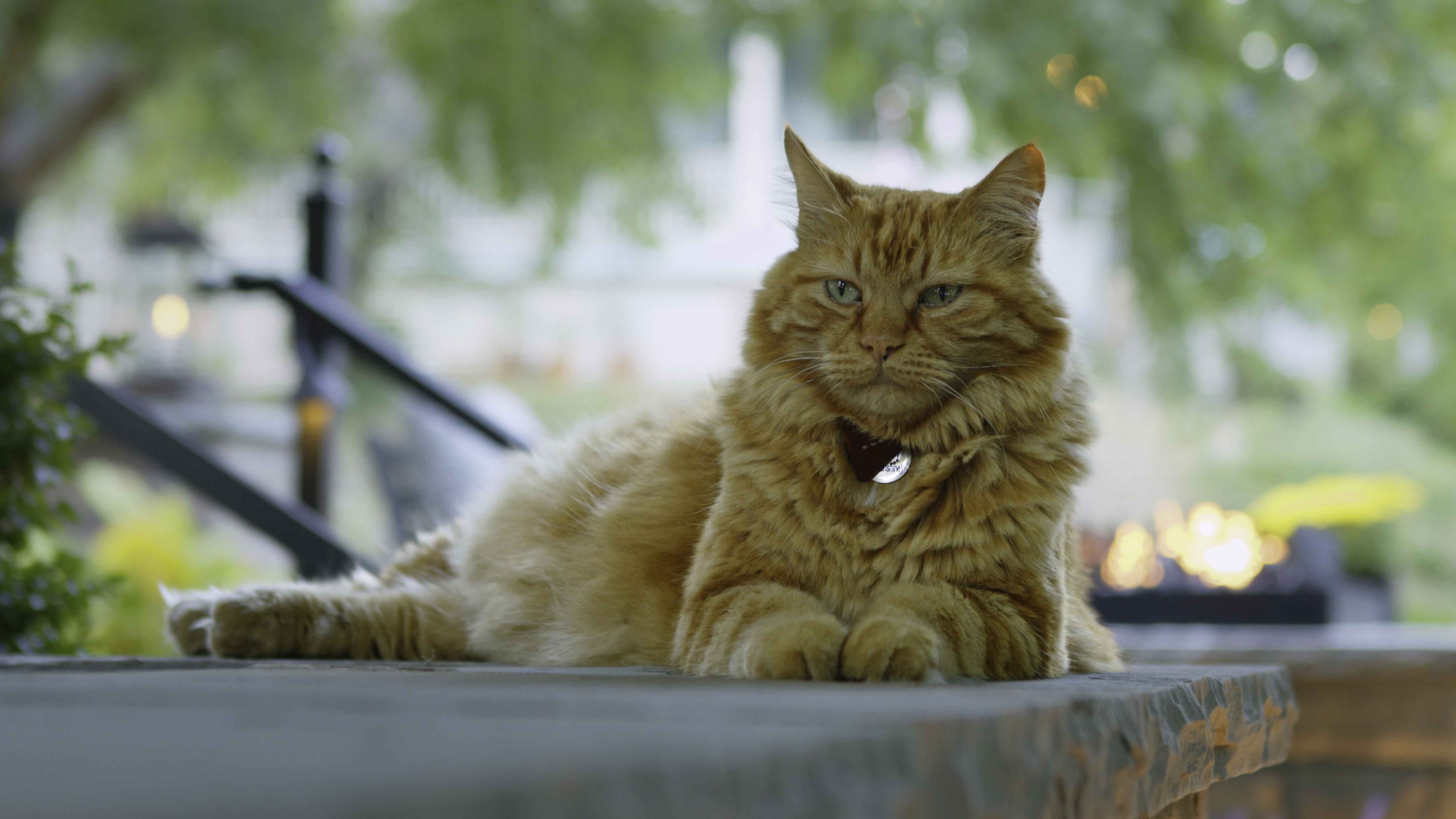 Main Street Inn - Mr. Ray