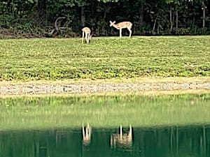 Deer by the pond